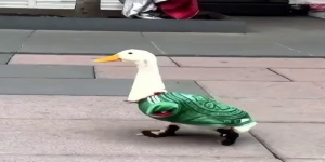 Merlín, el pato mexicano que conquistó el Mundial 2026